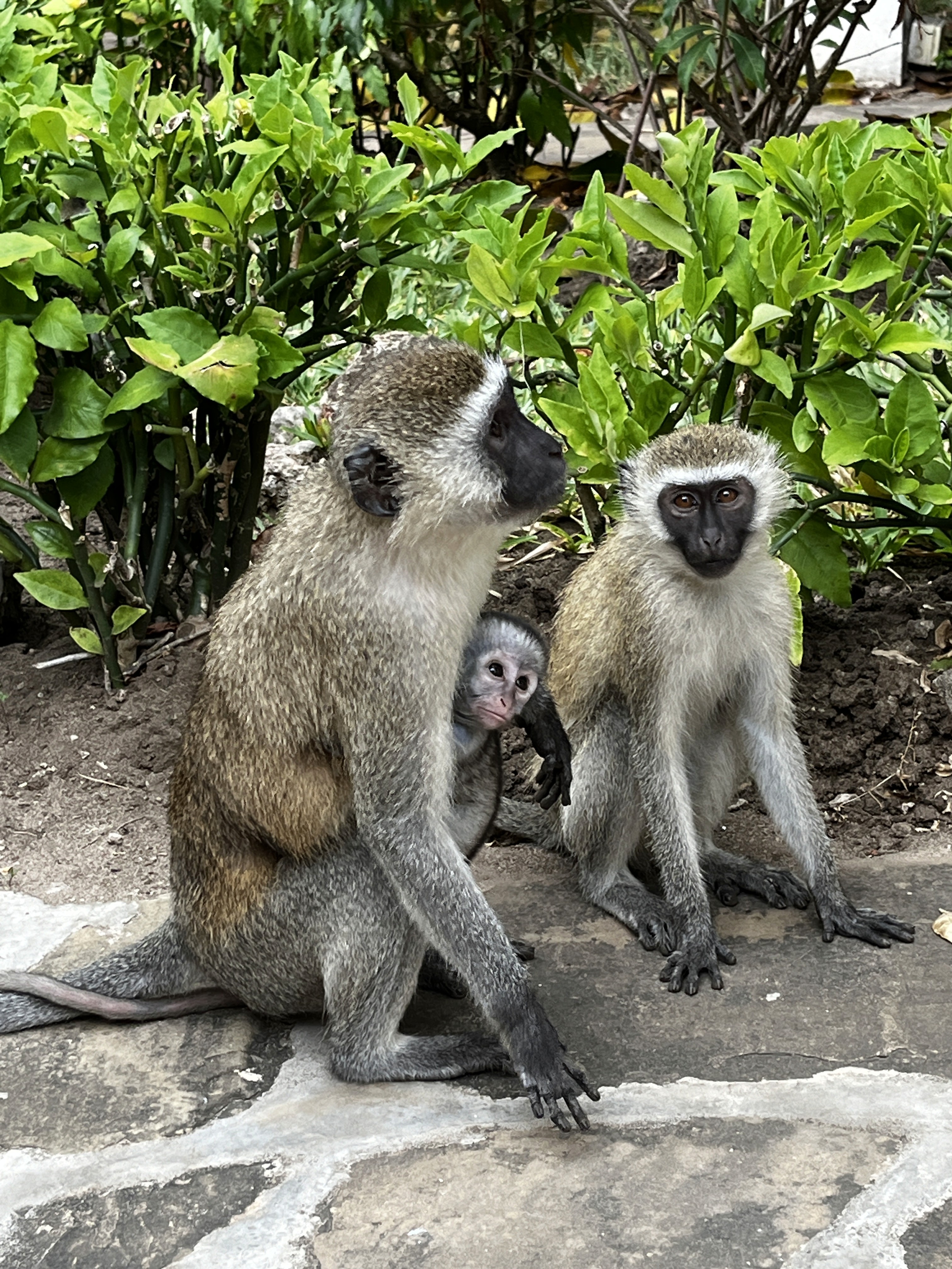 green chairs under umbrellas on shore
