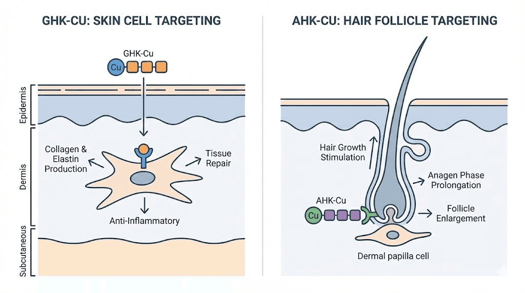GHK-CU vs AHK-CU mechanism comparison for skin and hair