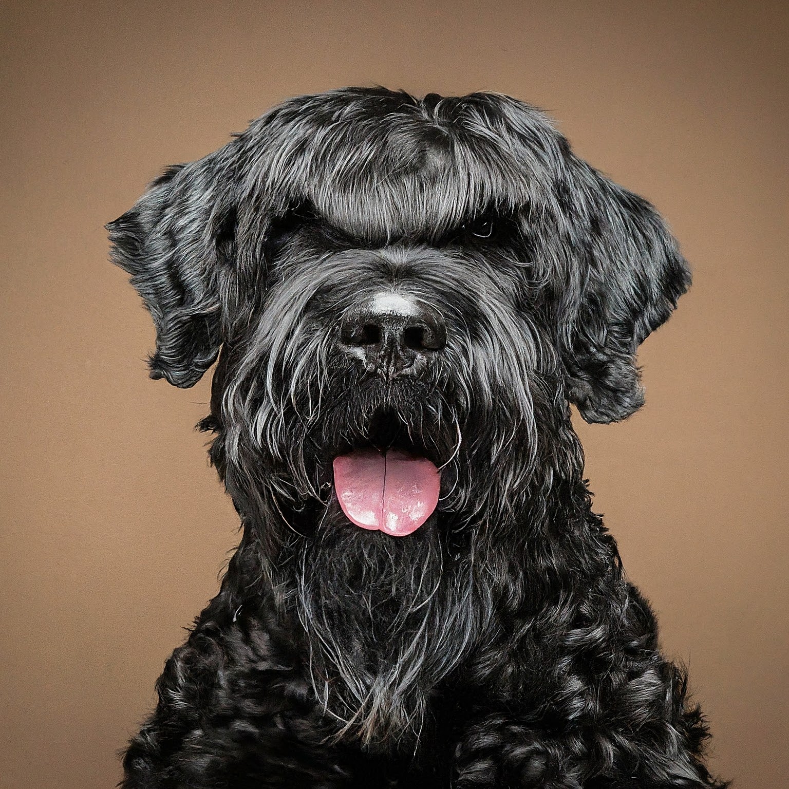 BUDDYUNO, Black Russian Terrier