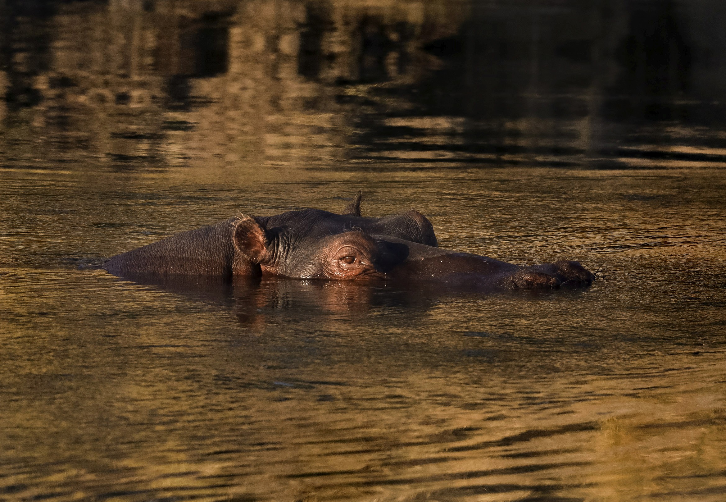 Hippo Zambezi Dusk