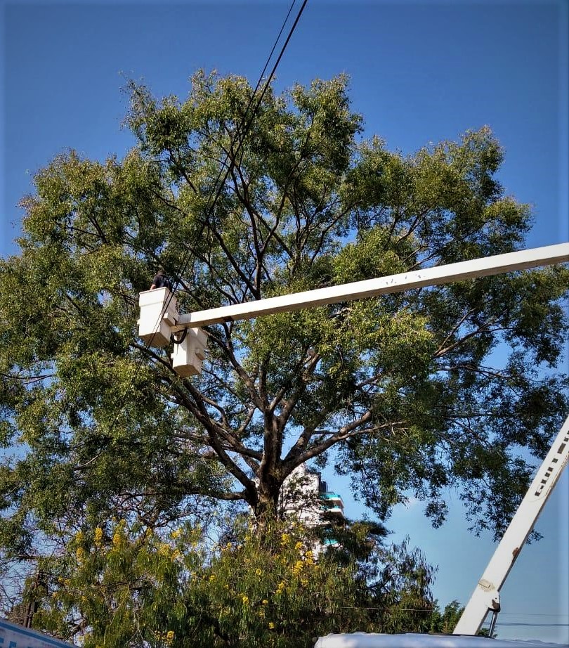 Cesto aéreo de caminhão elevado junto à copa de árvore alta para coleta de sementes