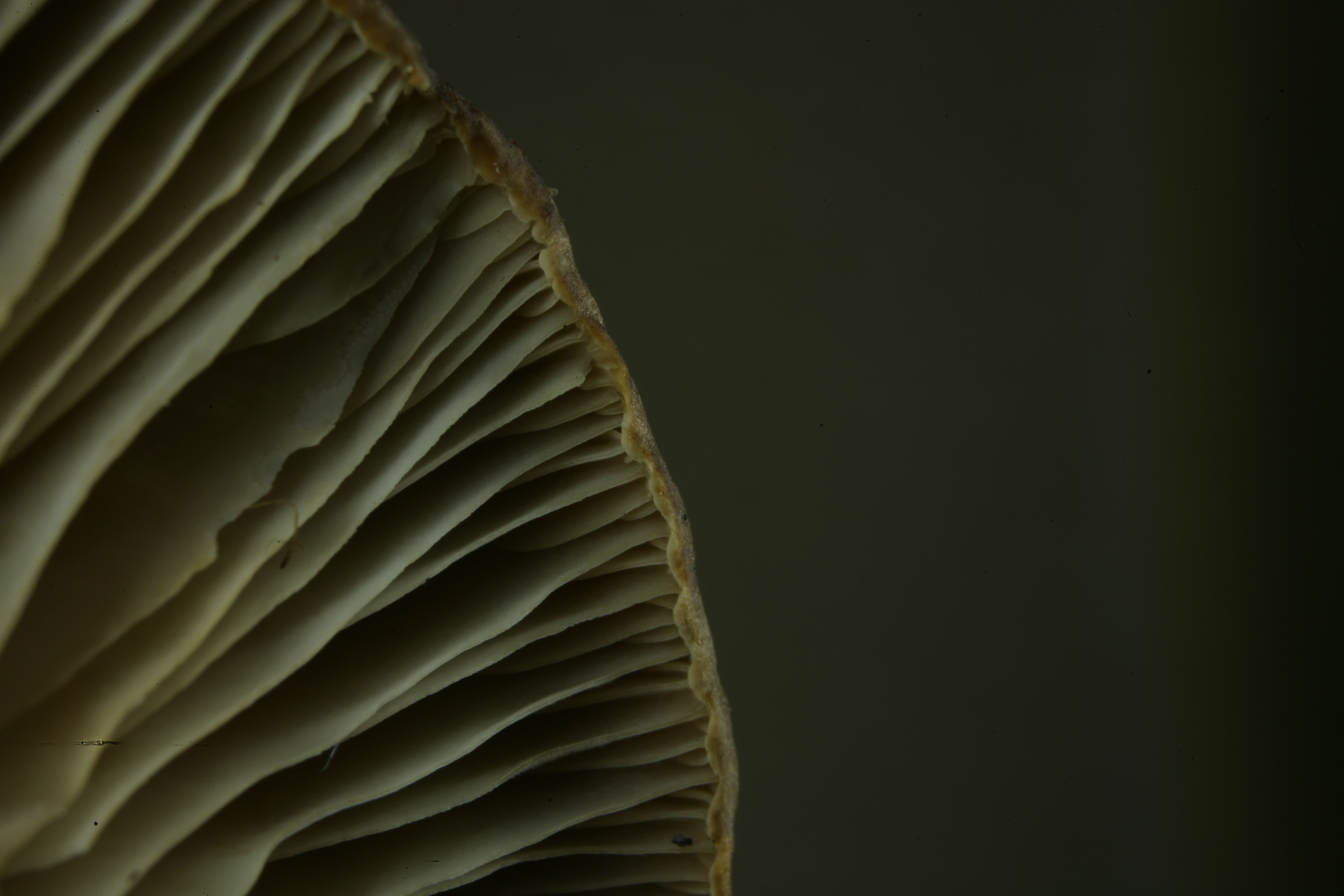 Close-up of the curved edge of a mushroom cap, showcasing intricate gills and a dark background.