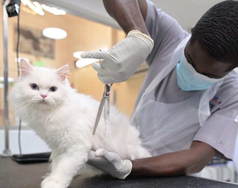 A cat grooming session at Canadian Veterinary Clinic.