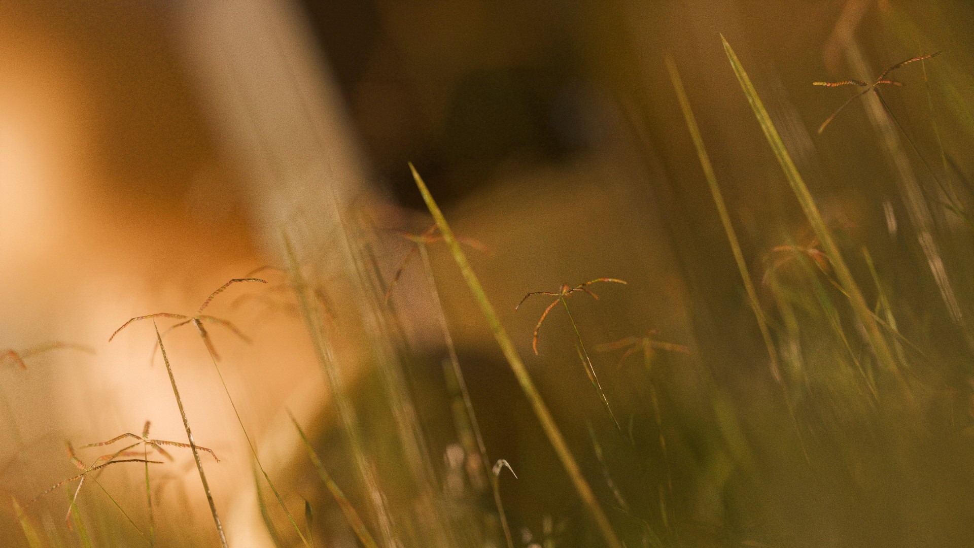 CGI render of macro grass shots in front of a perfume bottle by Waleed Chavez