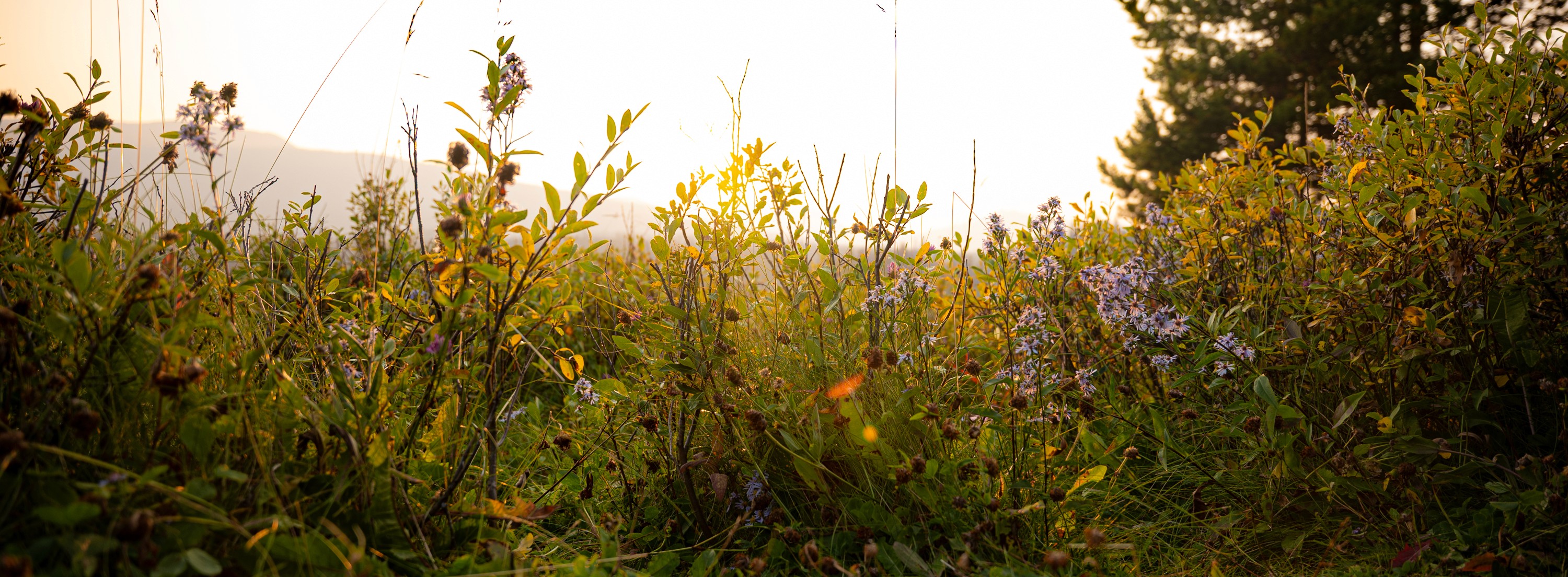 Last Light in the Meadow
