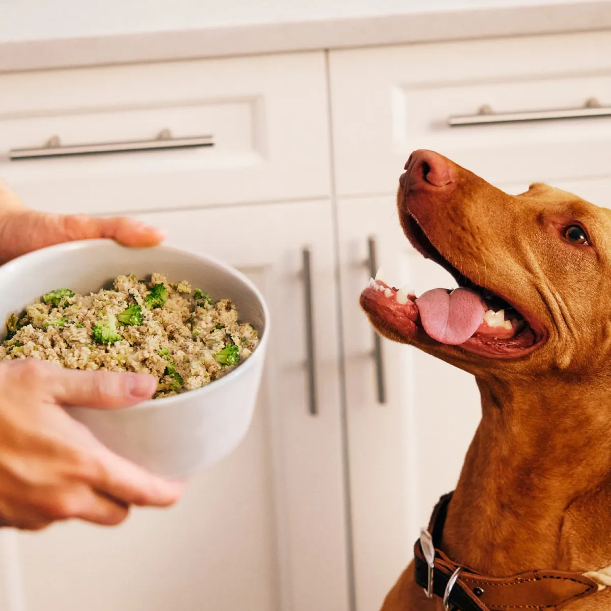 Owner holding a bowl of fresh food out to a dog in the kitchen
