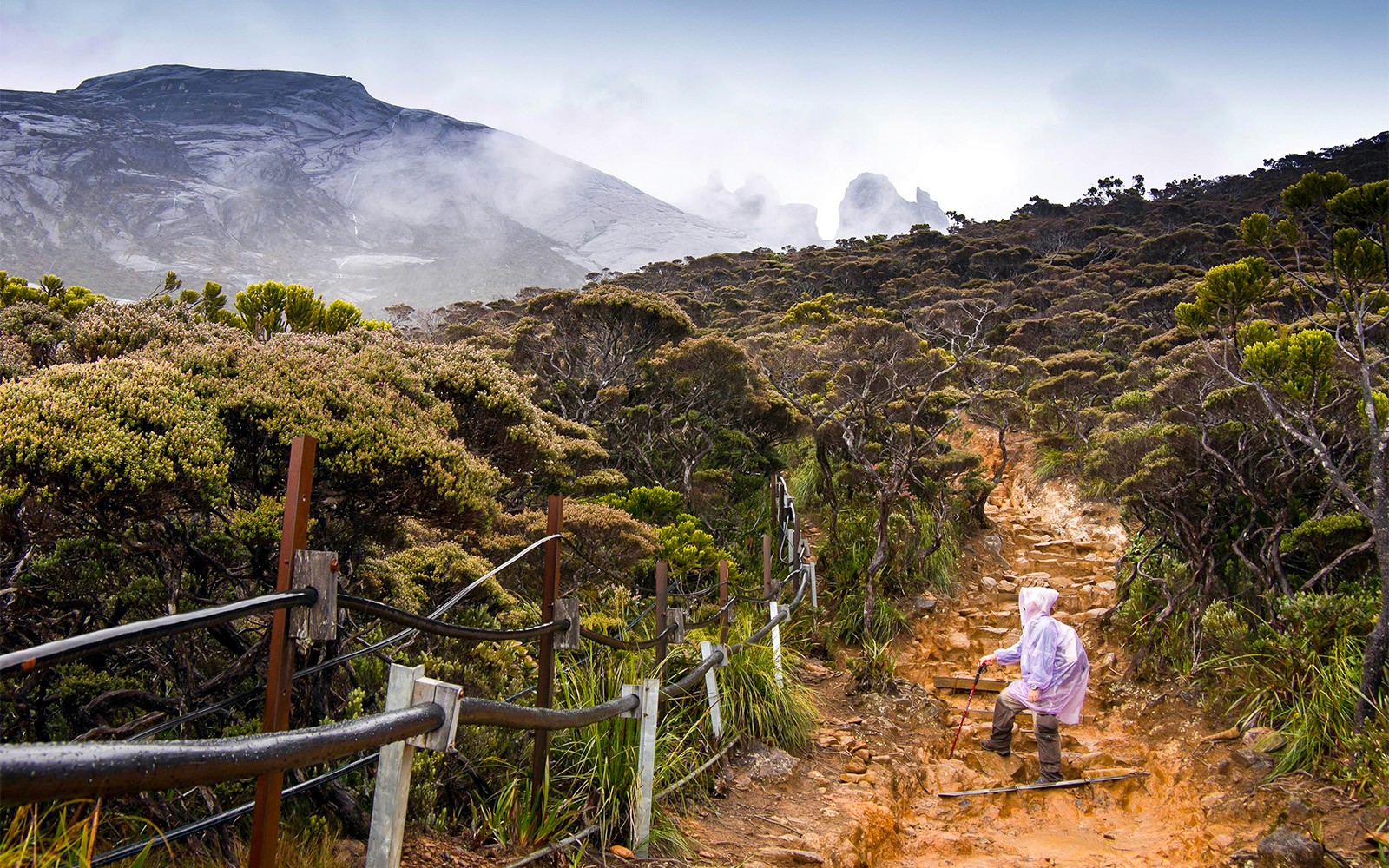 Hiker ascending rocky path on Mount Kinabalu Summit Tour, surrounded by lush vegetation.
