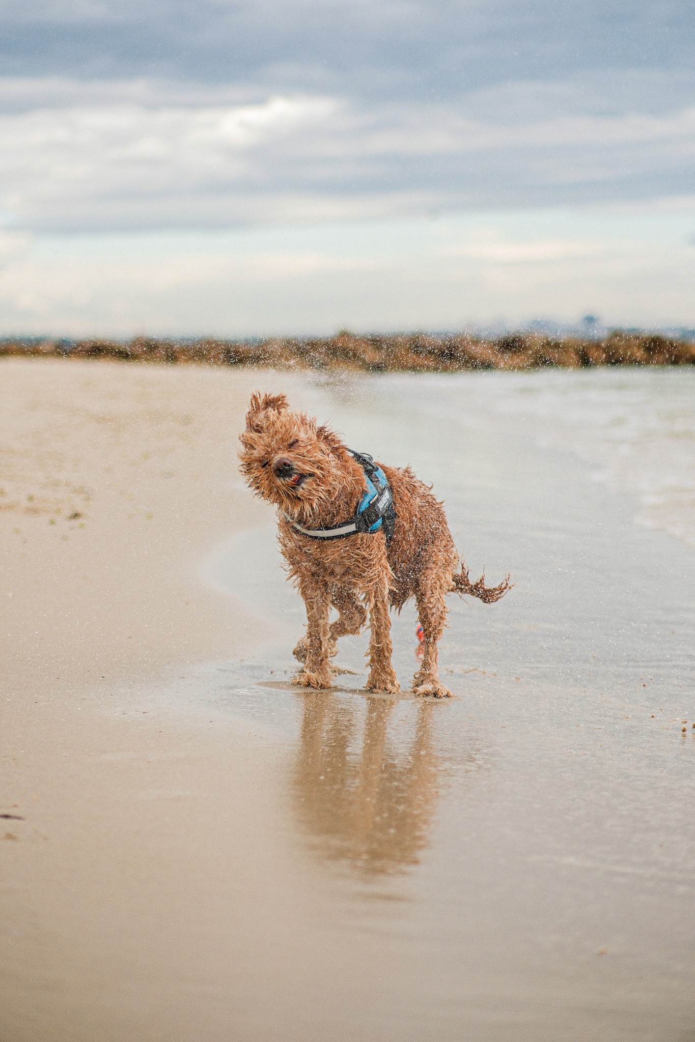 Commercial photography by JamesTheLyon for PixelSpaces — events, gigs, headshots, people, and architecture — Ziggy Dog  Labradoodle Cronulla beach Australia