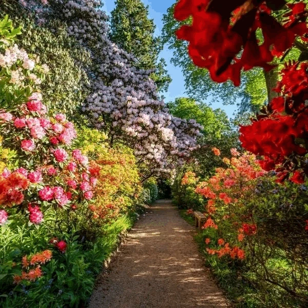 flowers in bloom at leonardsless