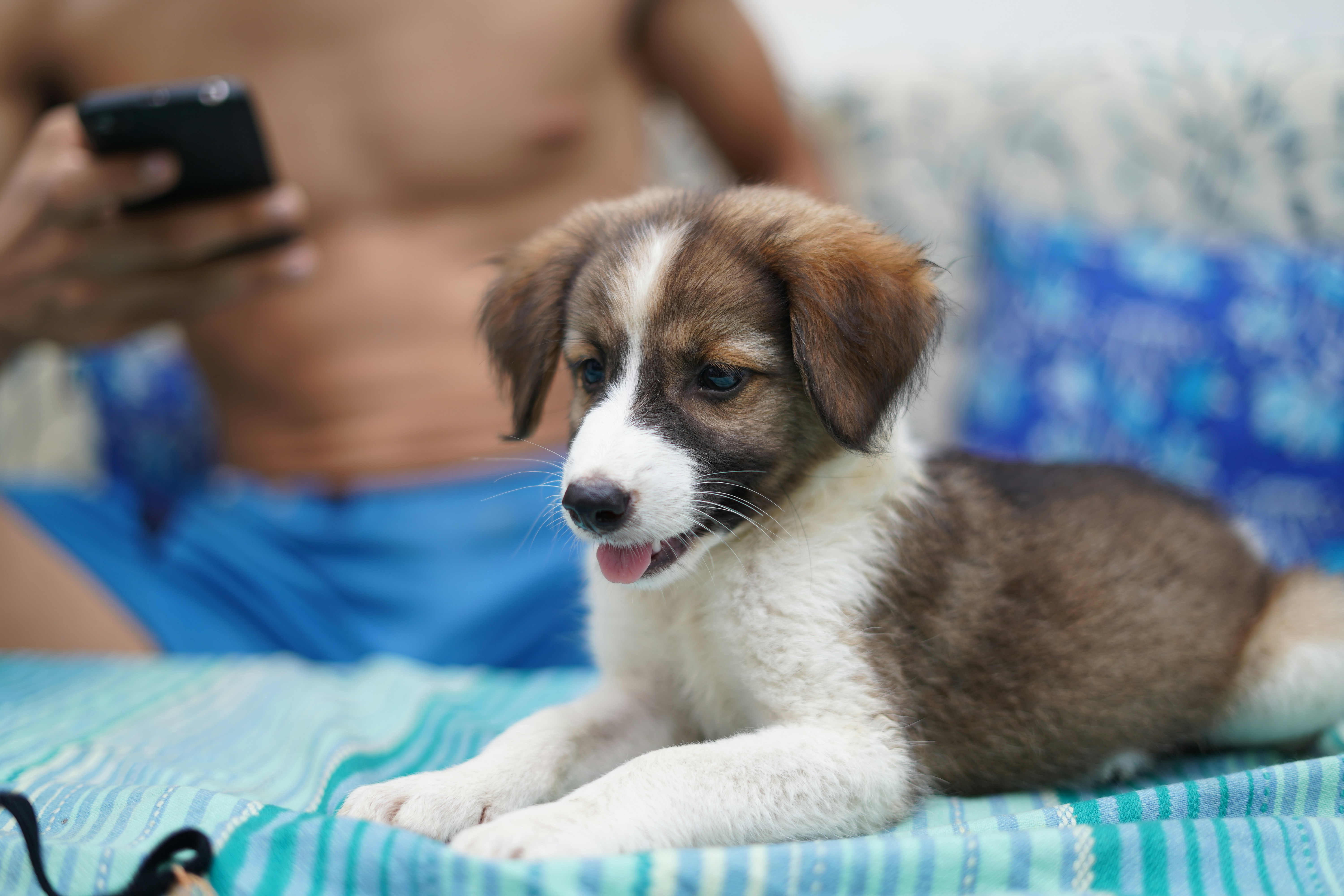 A dog relaxing on the beach while his owner gets the initial call from Scoops McGee to setup the best poop scooping service in Central Ohio.