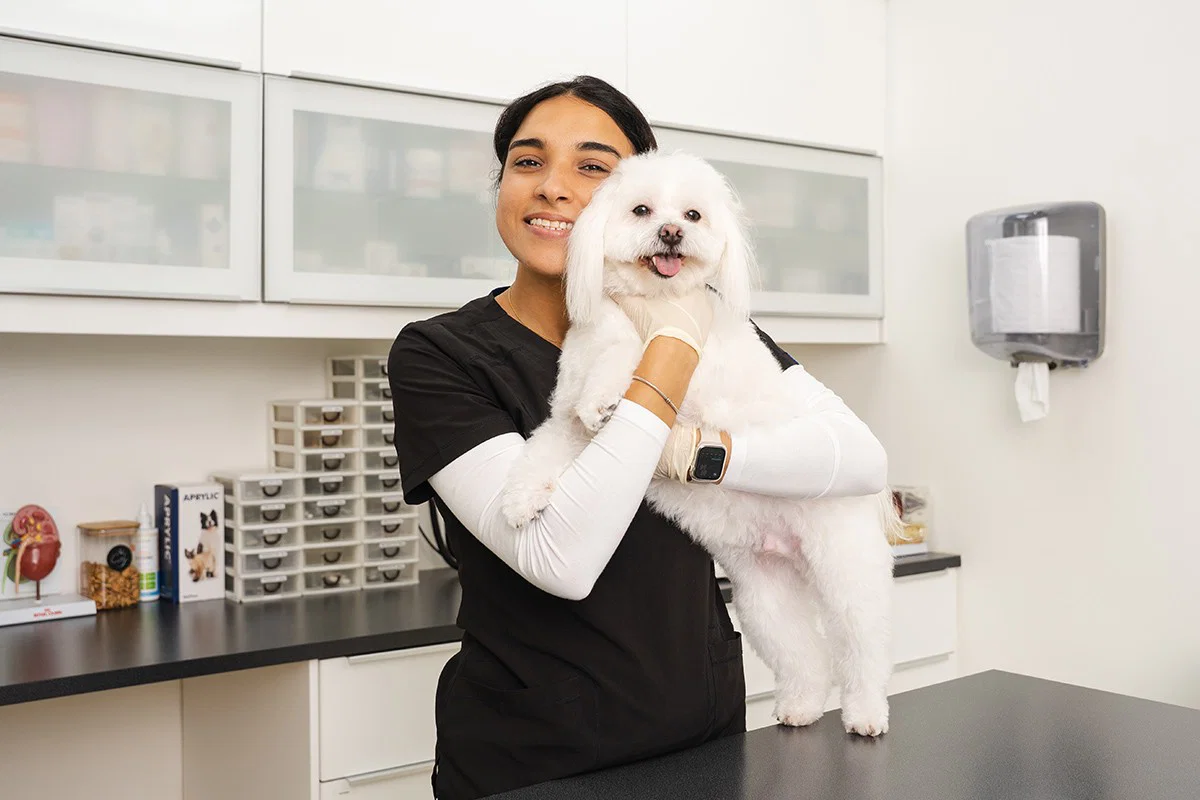 A veterinarian is hugging a white dog that's standing on a metal table.
