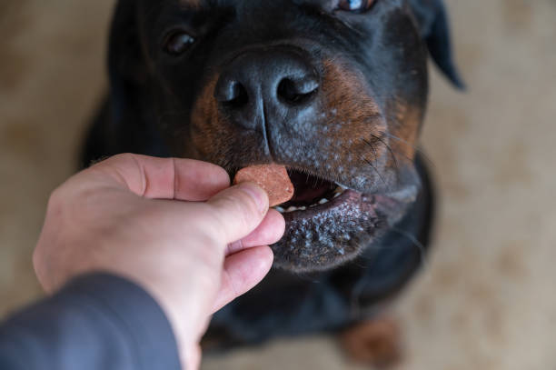 Rottweiler nutrition and diet