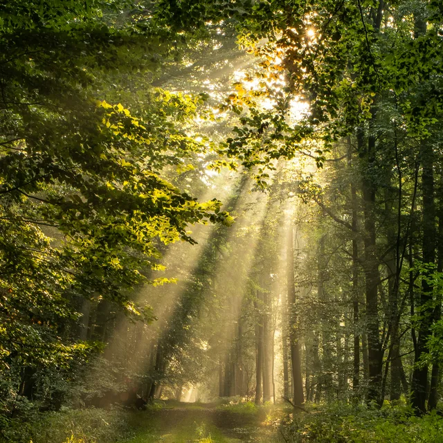 Sunlight falling through a leafy beech forest, artwork for the Croatian dawn chorus