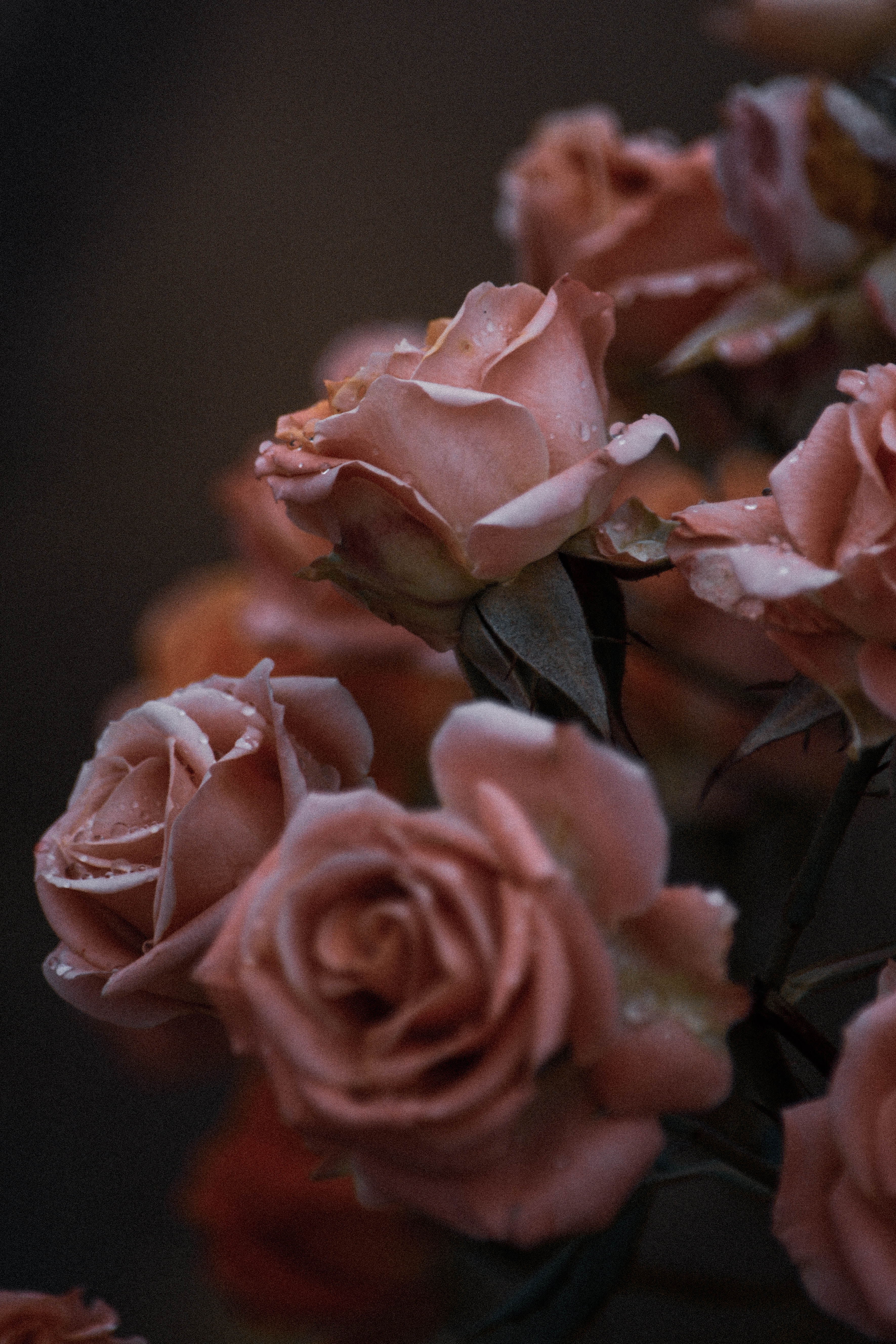 Close-up of soft pink roses against a dark background, showcasing their delicate petals and rich textures.