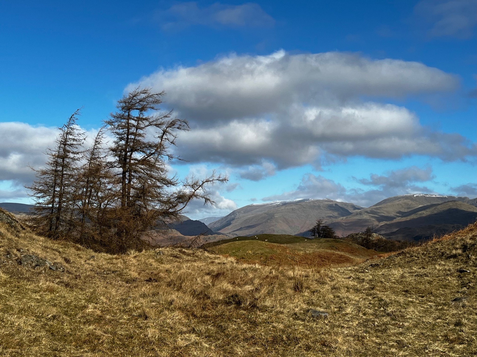 A cluster of tress on the left, mountains in the distance, and a beautiful blue sky with just a few fluffy clouds.