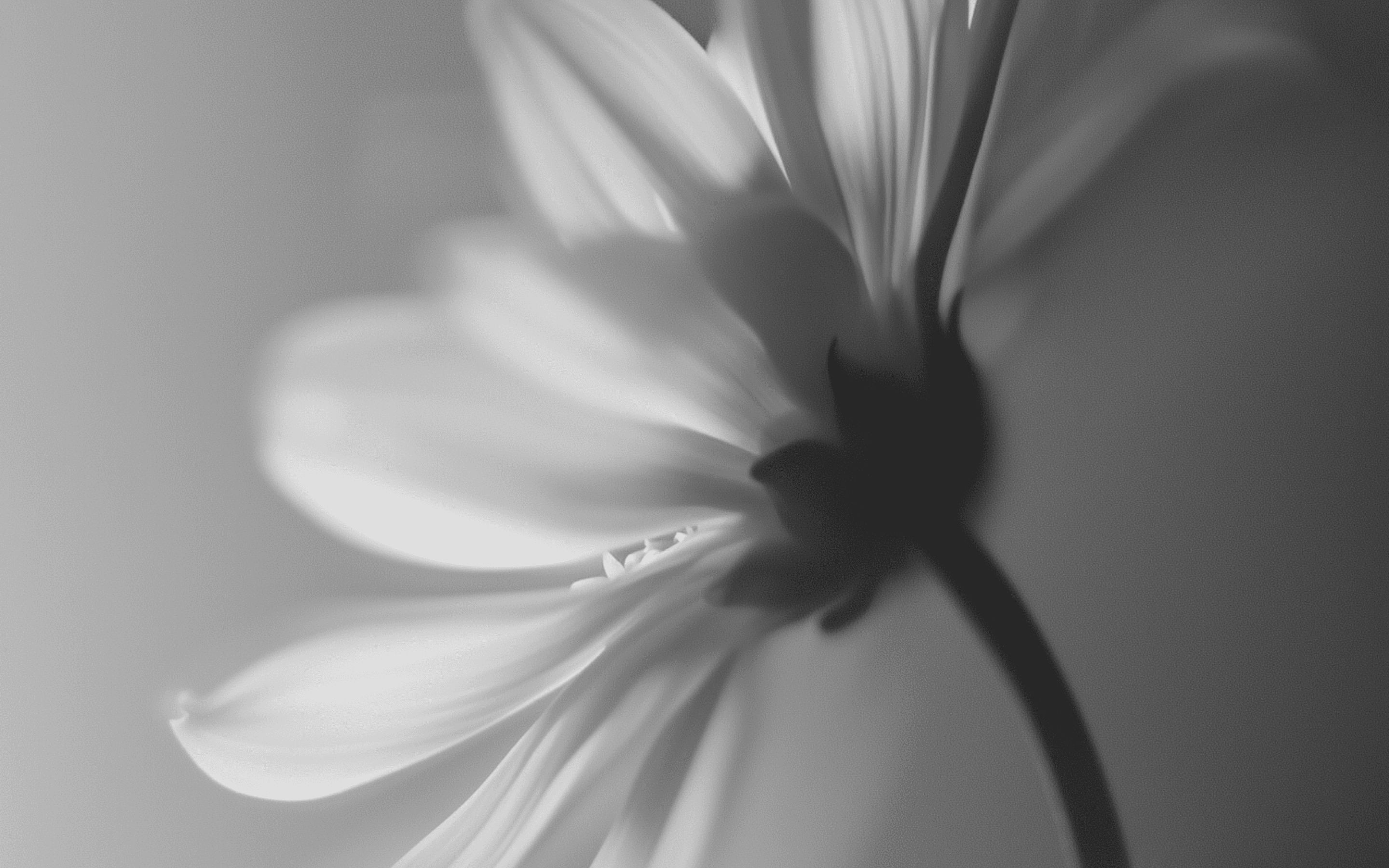Black and white, soft-focus macro photo of a flower from behind, showing delicate petals and stem.