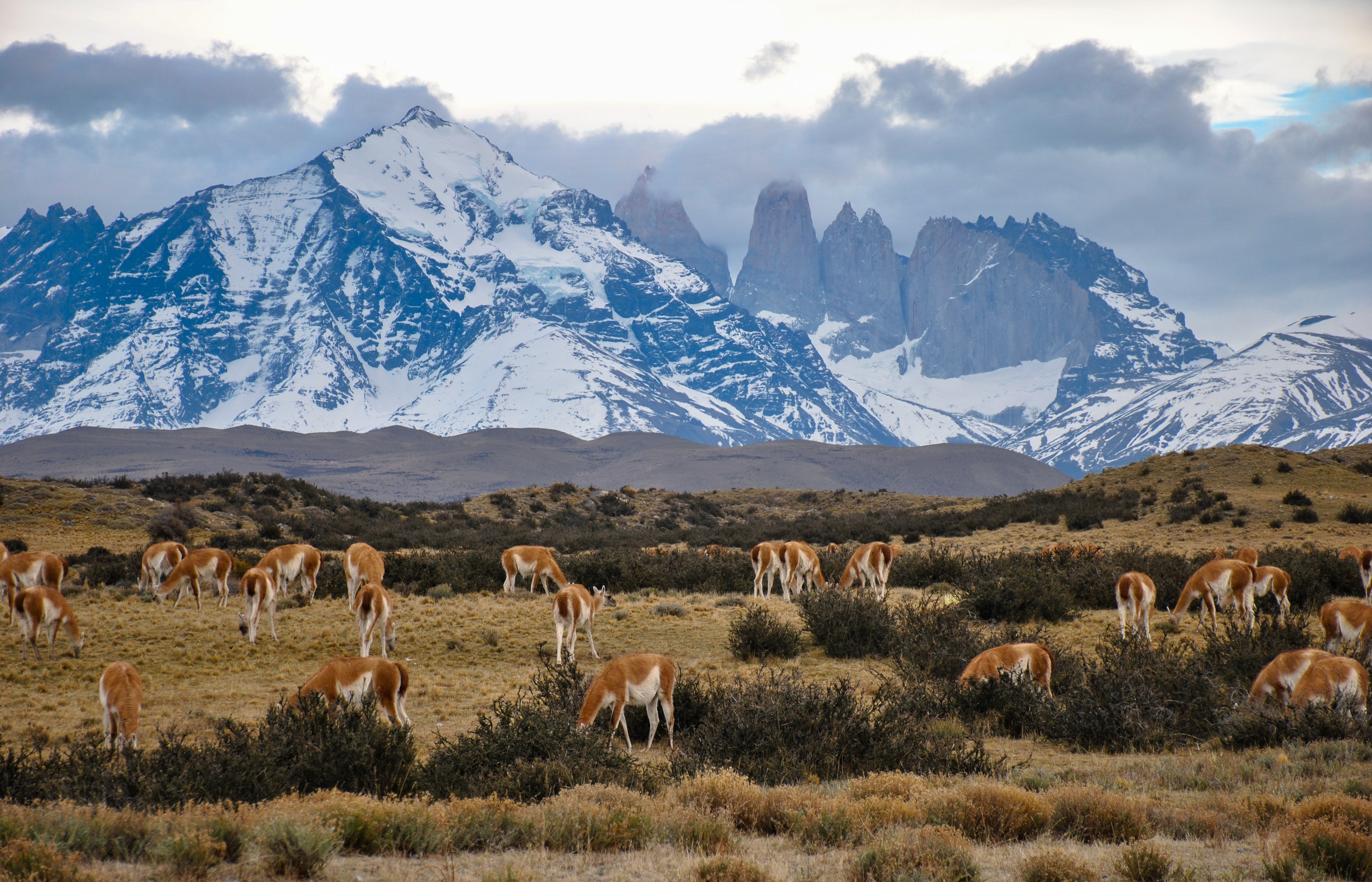 This one woman protected millions of acres of jungle in Chile