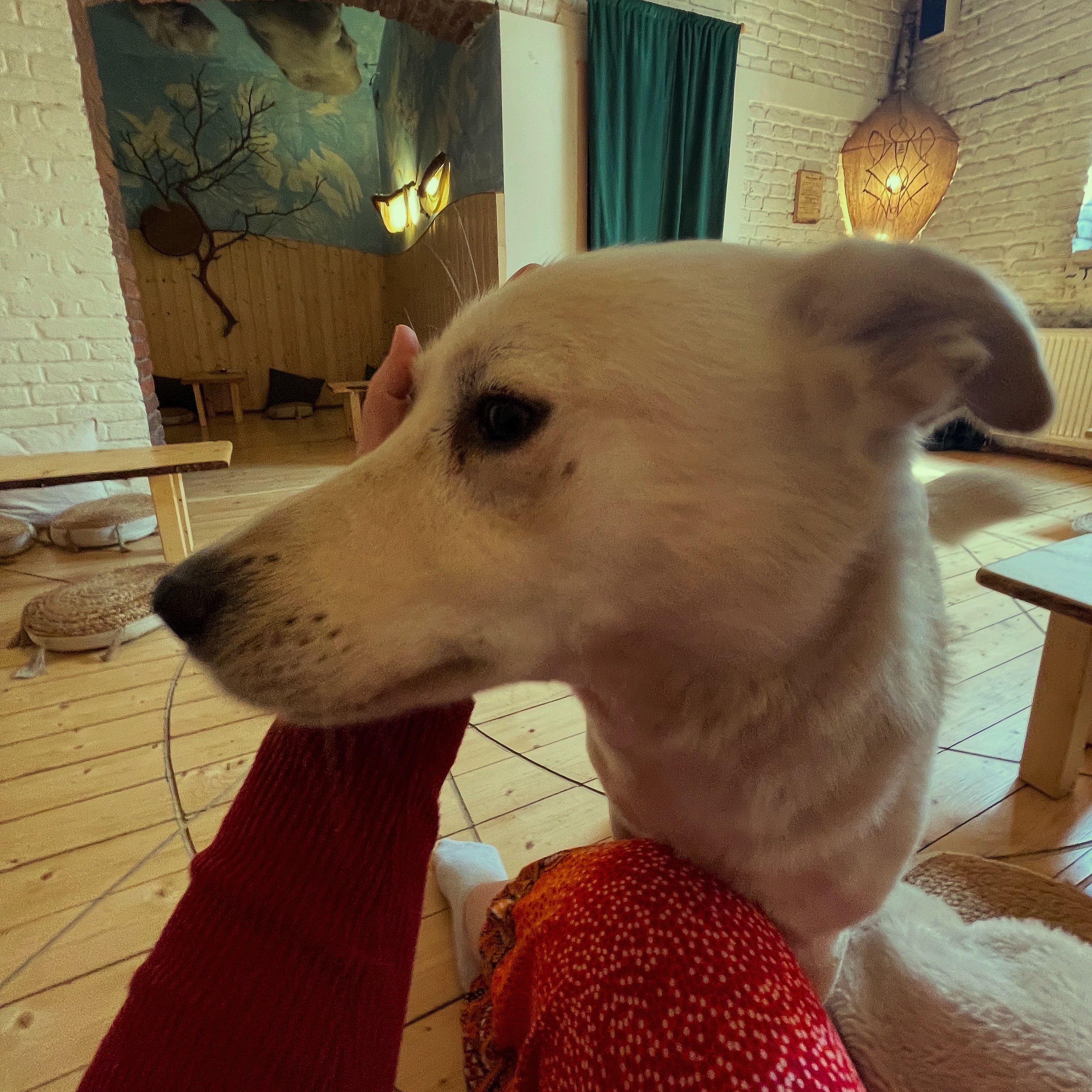 Labrador retriever cuddling in cozy restaurant