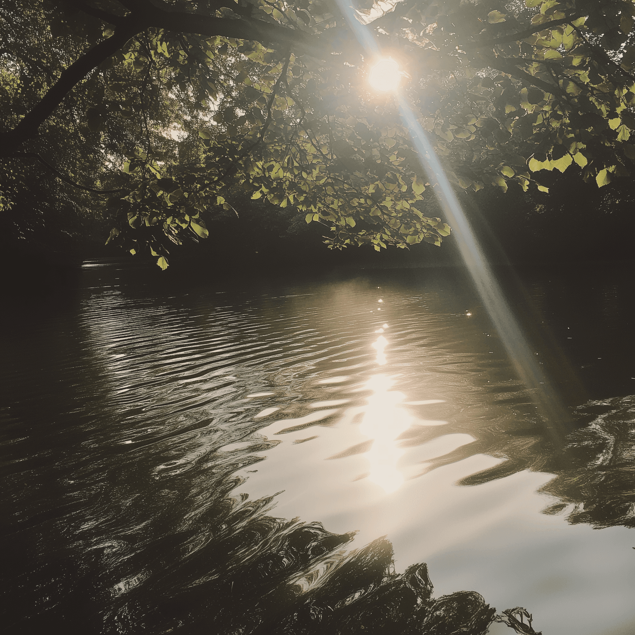 A photograph of the sun shining through leaves, reflecting on calm water, taken with an iPhone in 2018. The sunlight creates ripples and highlights light reflections on the surface of the water. A tree branch is seen hanging over the edge of the frame, adding depth to the scene. This image conveys a sense of tranquility and serenity, with the interplay between nature's beauty and human technology.