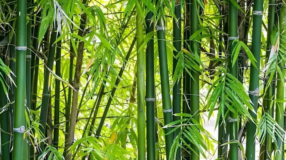 Bamboo (Various species).webp