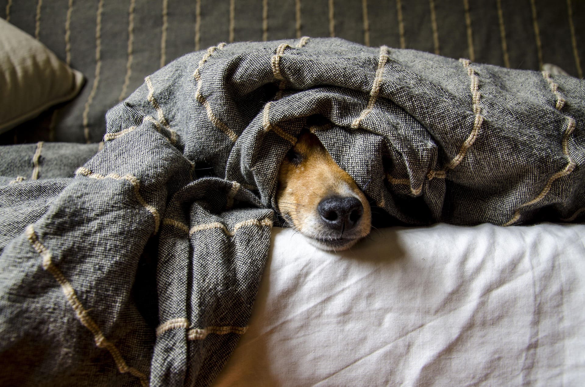 A dog is lying down on a white bed and hiding under a gray blanket.