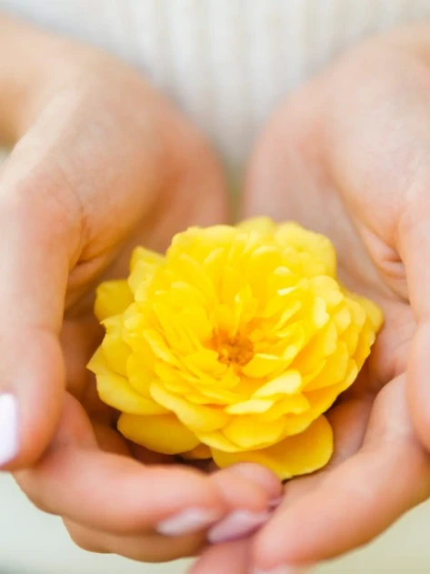 rose jaune naturel mains