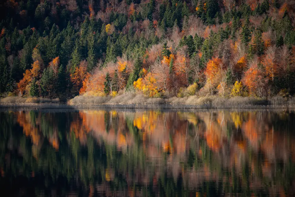Colorful autumn forest and its mirror reflection in the still waters of Lake Cerknica, Slovenia, under a soft, hazy sky.