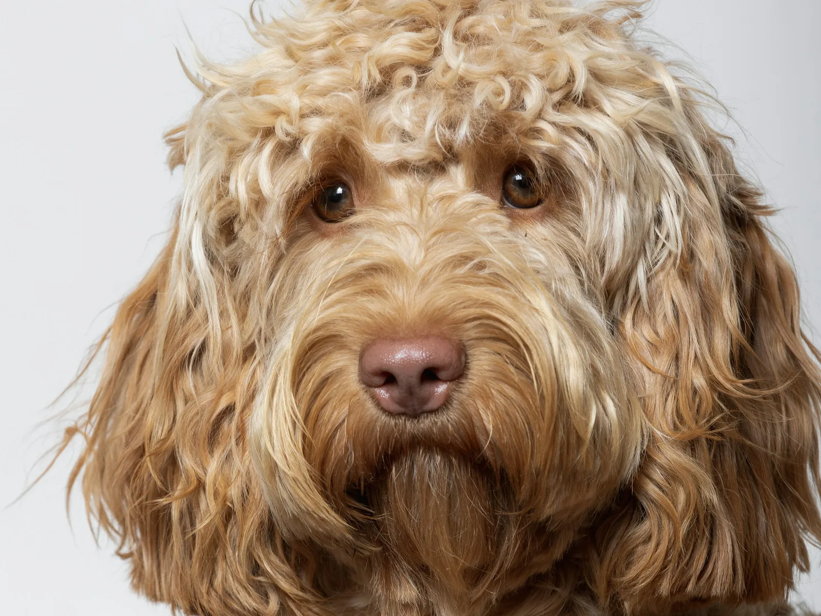 A curly-coated cockapoo looking at the camera