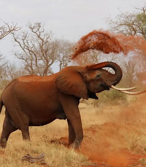 Ein Afrikanischer Elefant wirbelt Staub auf – Unterstützt durch die DAG Unternehmensgruppe im Rahmen der AMES Foundation zum Schutz bedrohter Tierarten.