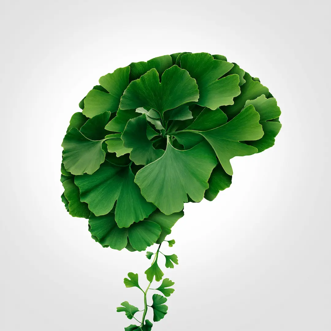 Brain shape formed from overlapping green ginkgo leaves, growing from a slender stem against a pale background.
