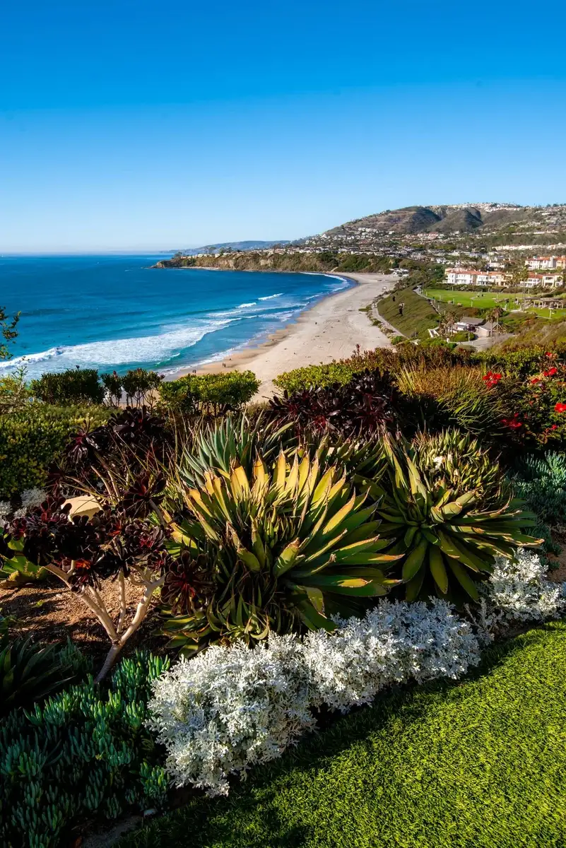 A coastal beach with turquoise water and a sandy shore viewed behind a foreground of succulents and white flowers.