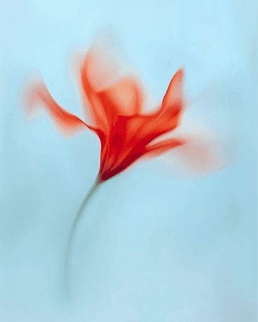 Soft-focus red flower on a pale blue background