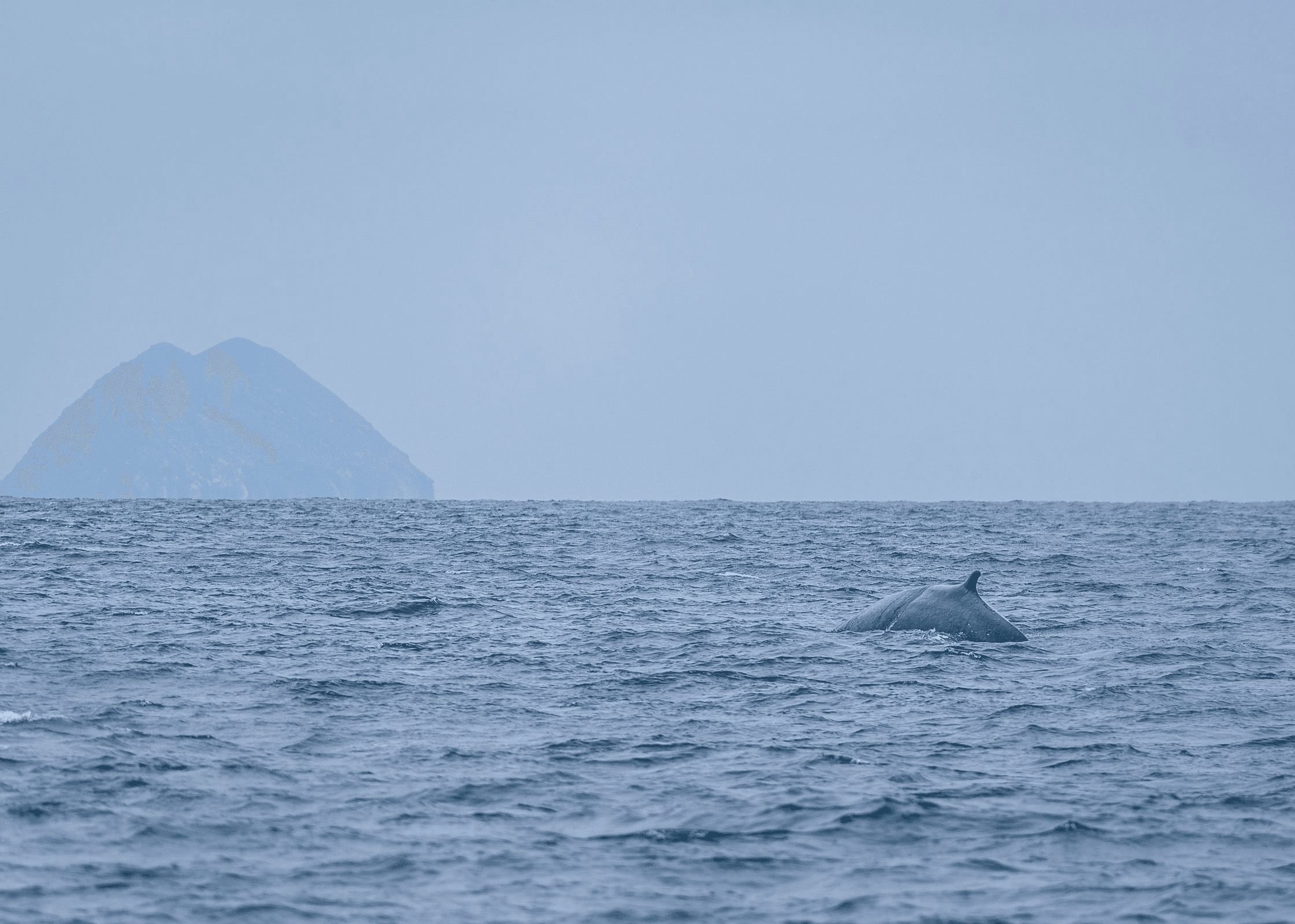 Prickly Pear Cactus Fruit