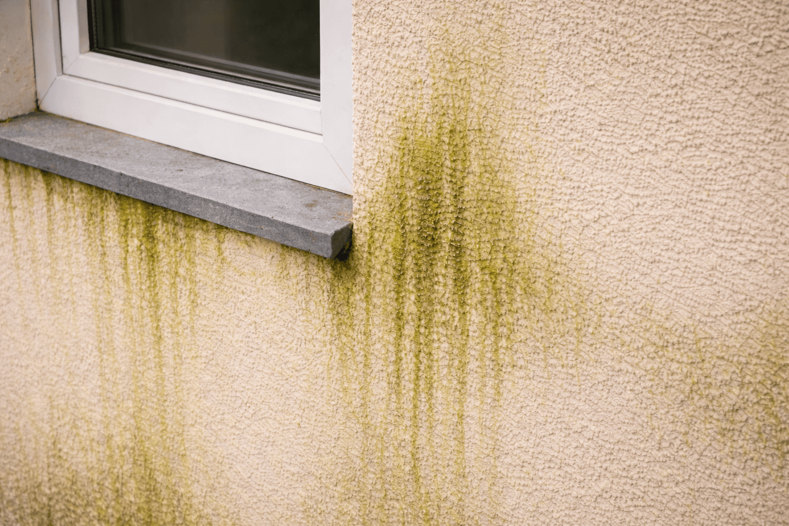 Algenbewuchs bei WDVS