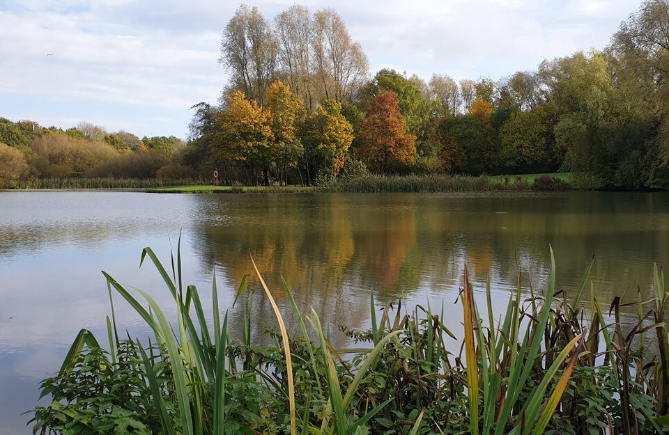 View across lake with reeds in forground