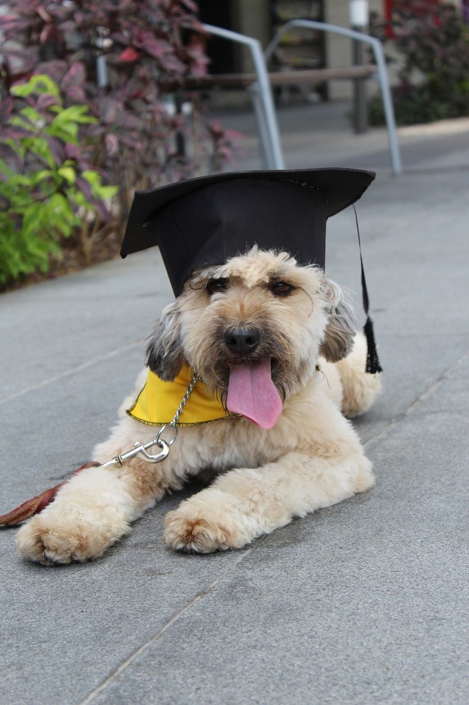 Dog finished with board and train