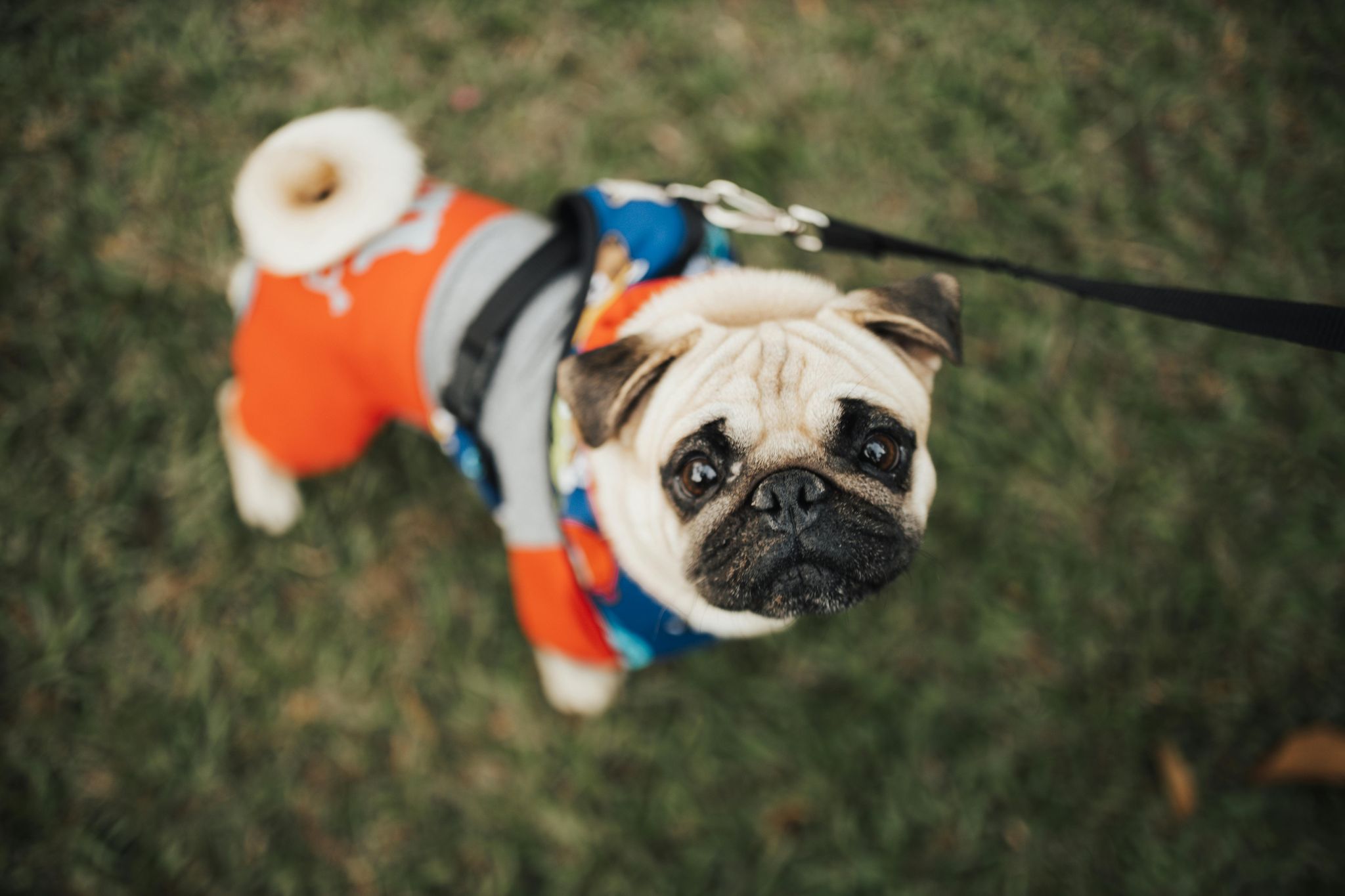 JVC Dog Park Dubai
