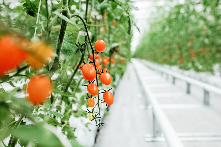 Ripe grape tomatoes growing on the vine inside Kentucky Fresh Harvest’s high-tech greenhouse for wholesale buyers