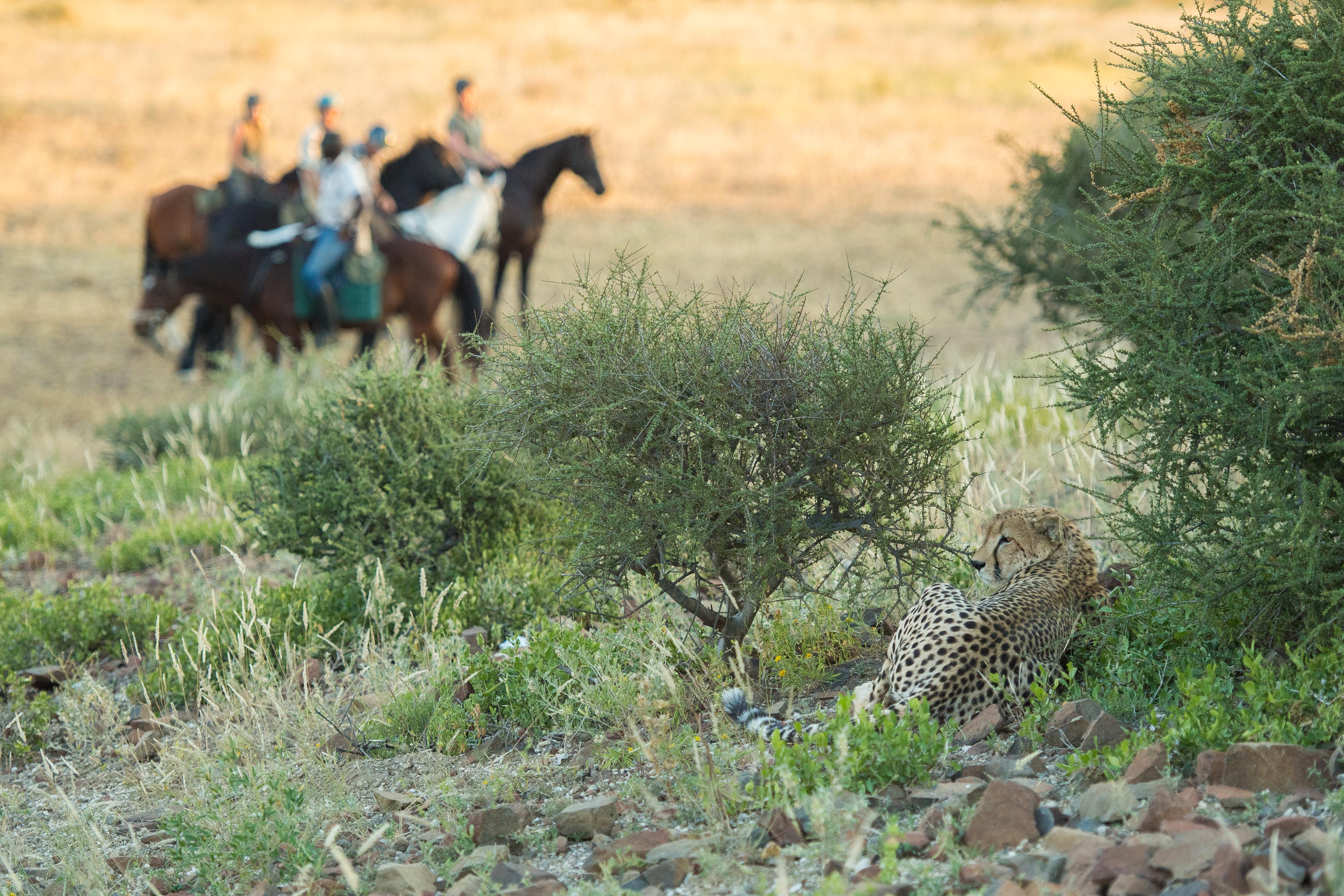 Ridsafari i Mashatu Game Reserve, Tuli, Botswana – fem ryttare till häst betraktar en gepard som ligger bakom buskar under ridresa med Africa by Horse.
