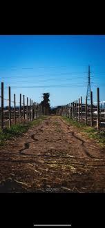 Chemin de terre bordé de clôtures en bois délimitant les parcs et paddocks au Ranch Pegase sous un ciel bleu.