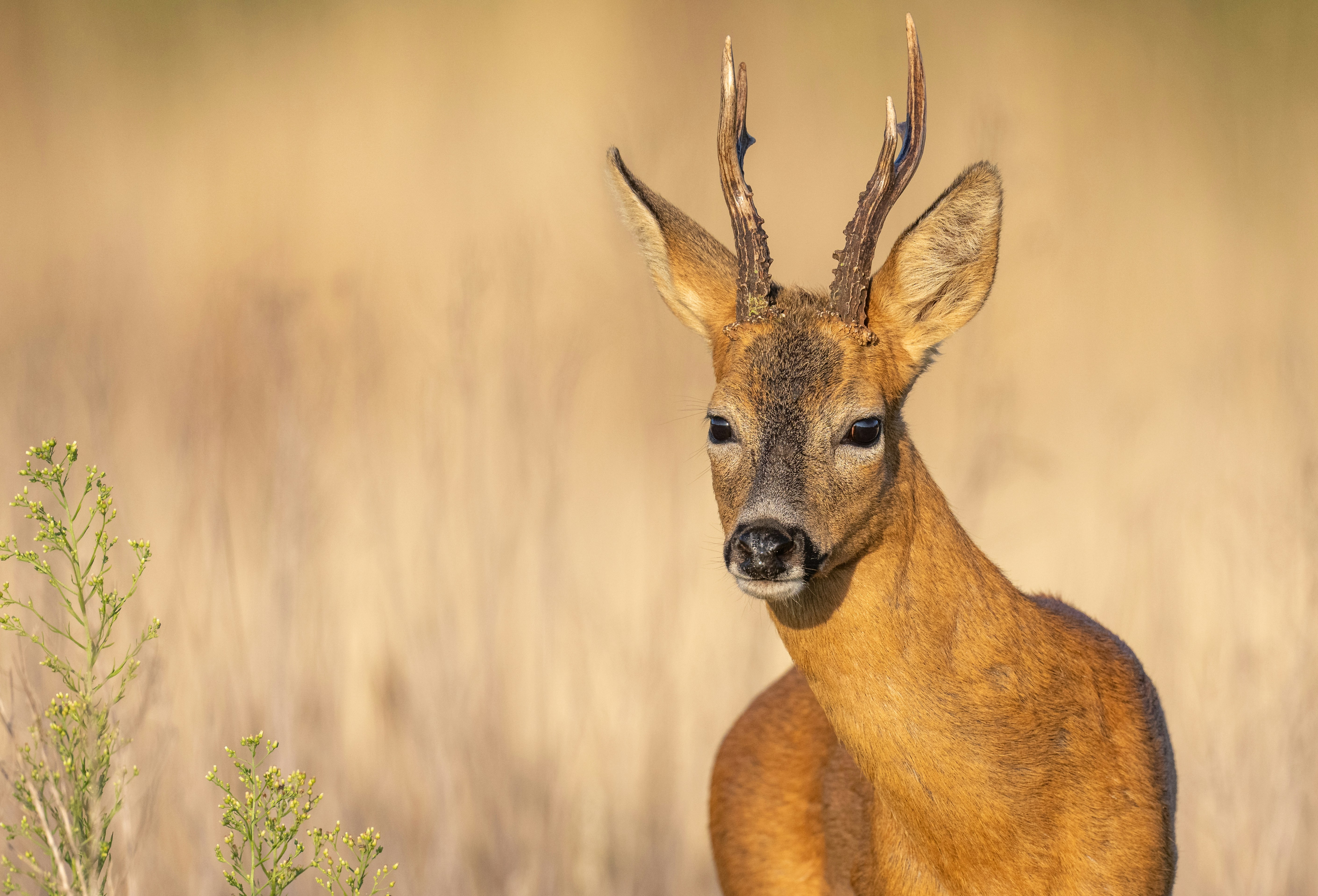 A young deer with antlers stands in a field.
