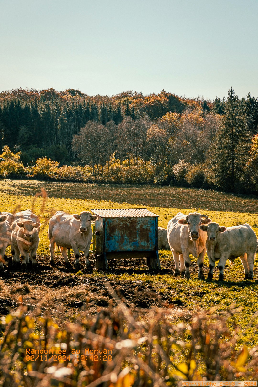 Scène champêtre avec des bœufs près d’un abreuvoir, sous un ciel clair et automnal.