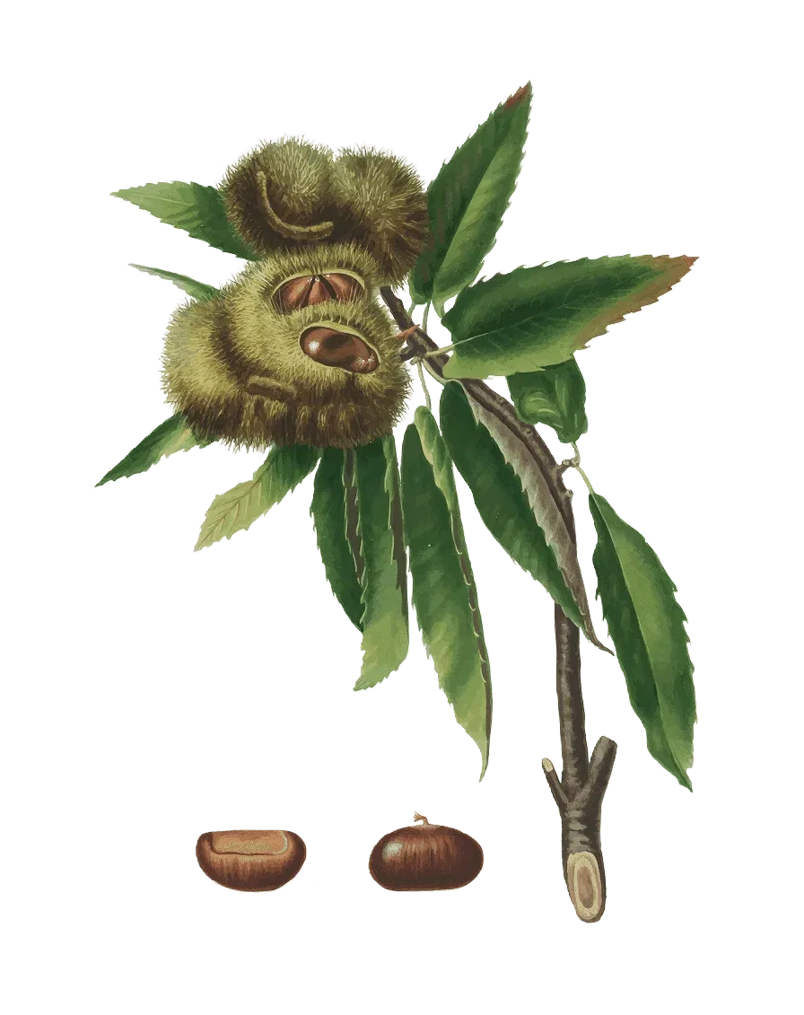 εικονογραφημένο κλαδί καστανιάς