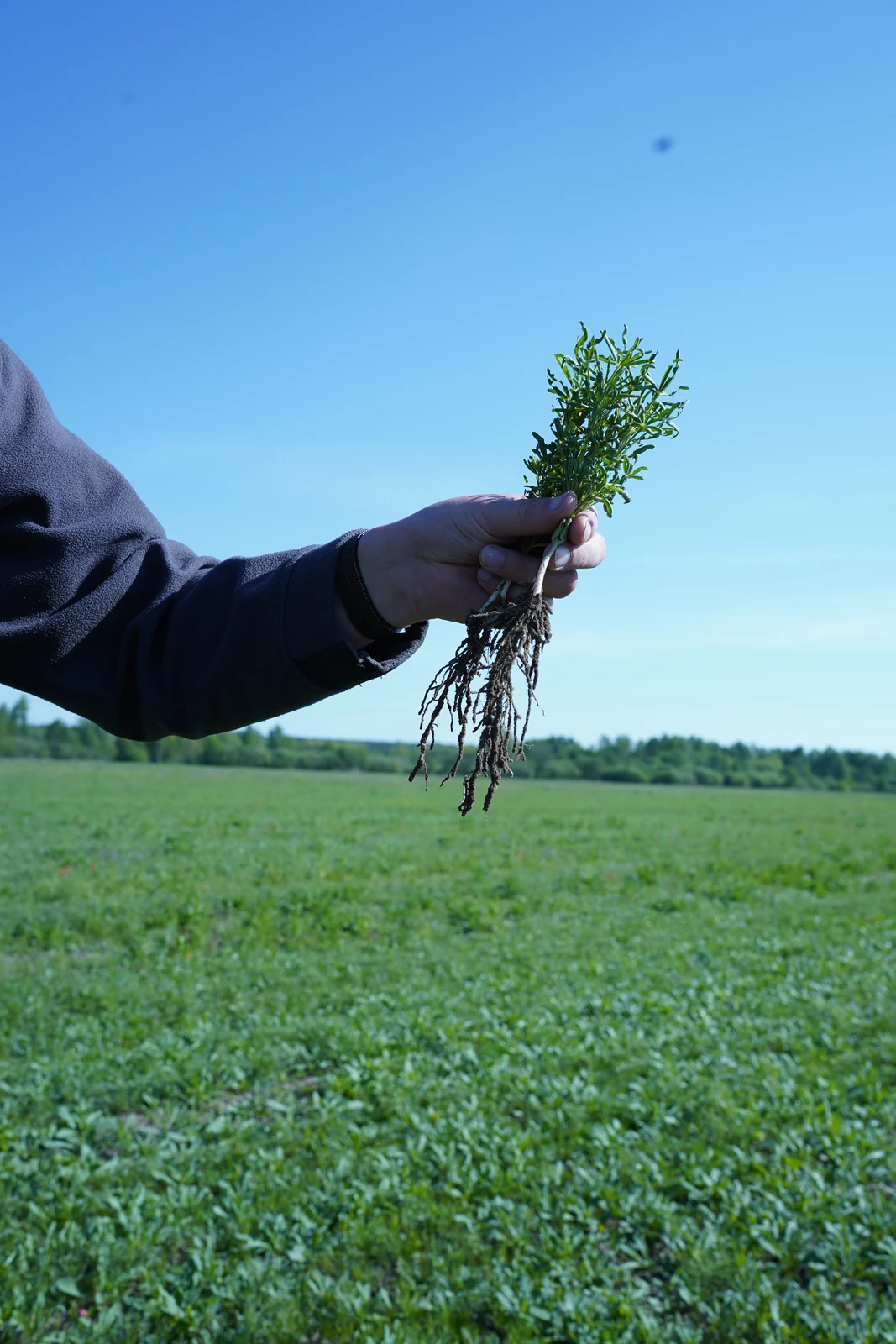 Hand holding a young plant with its roots above a green field