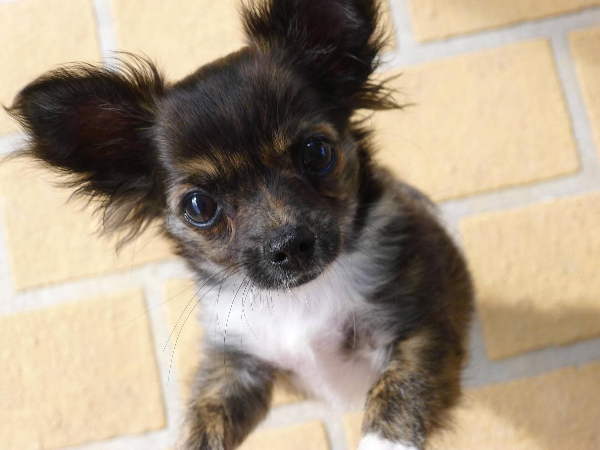 Chihuahua Grooming Guide