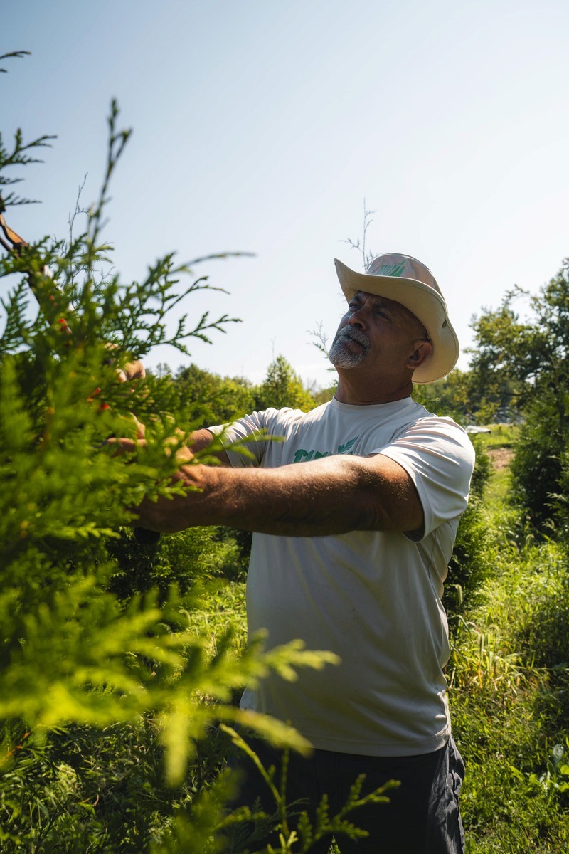 Tall Thuja Green Giant trees against blue sky