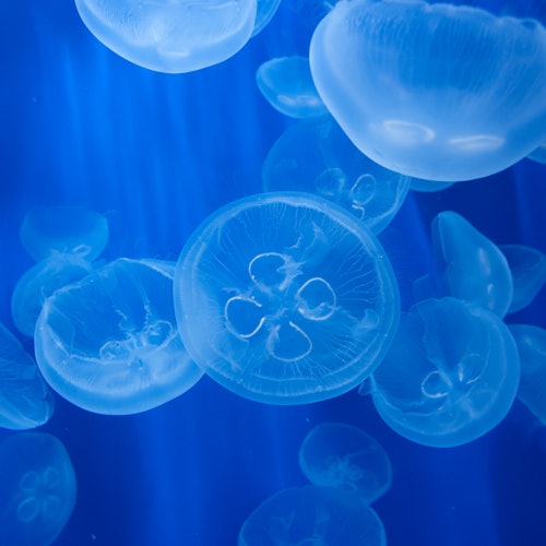 Translucent jellyfish floating in blue water with visible tentacles and bodies.