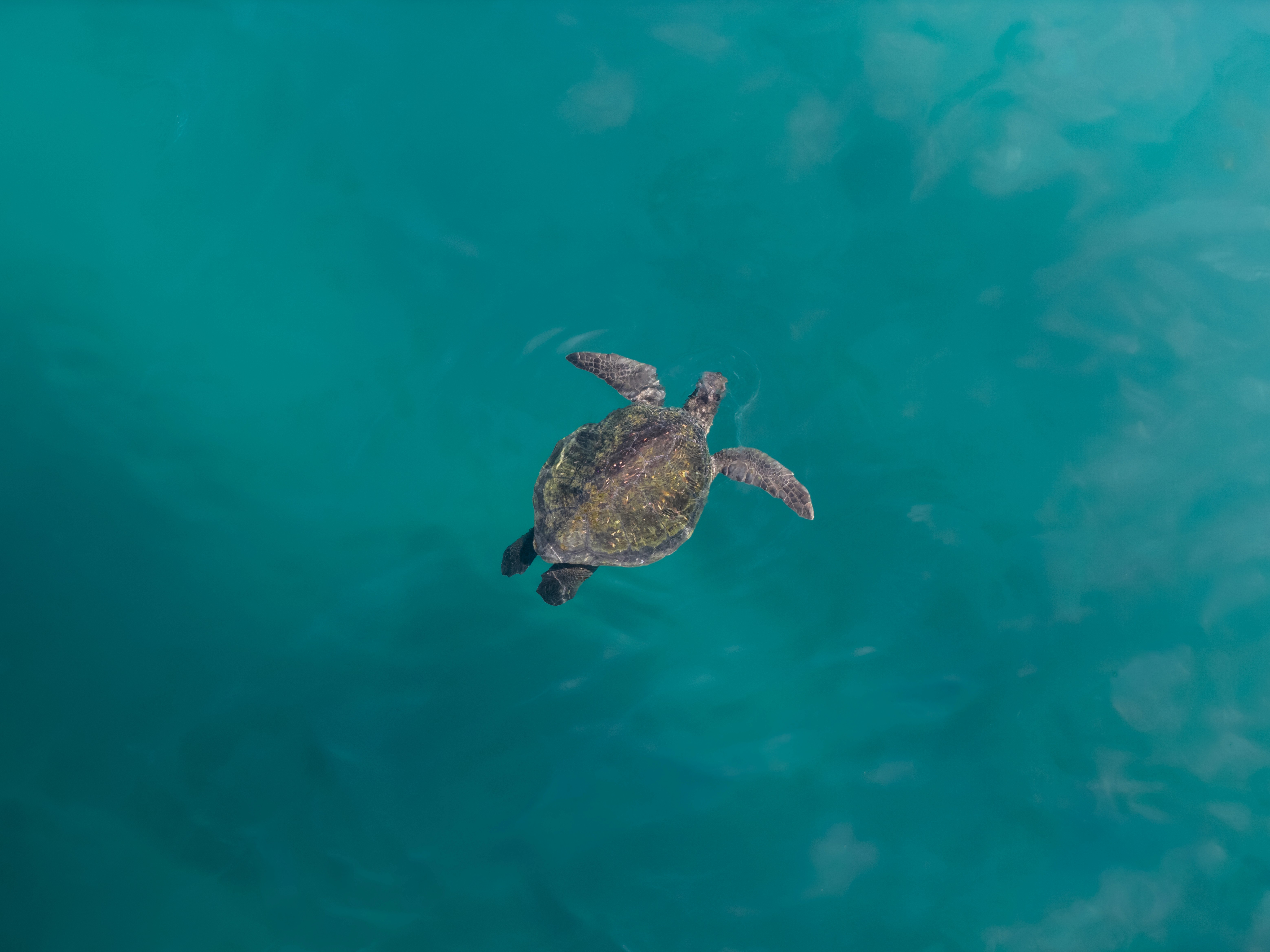 Local Turtle, Charlie in the Sky