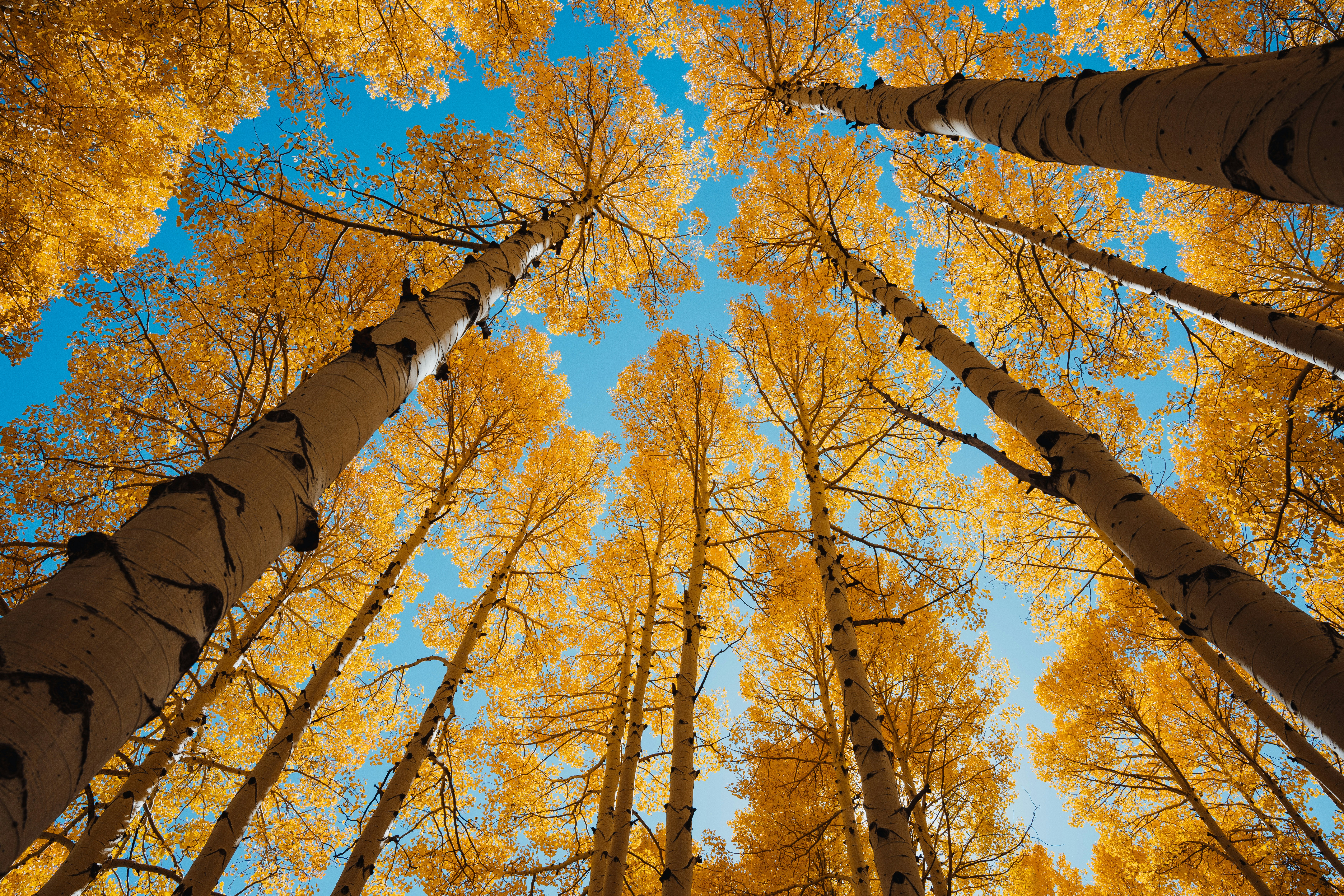 Tall aspen trees with golden leaves against blue sky
