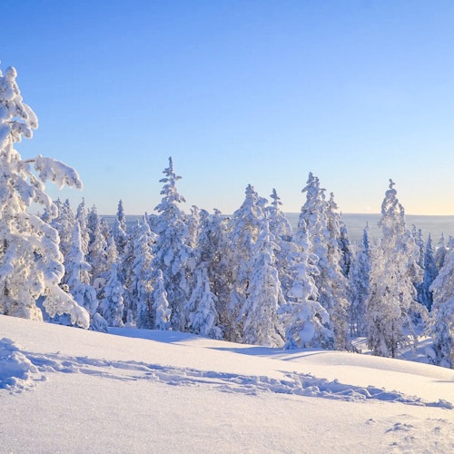 Stunning views of the snowy Taiga forest